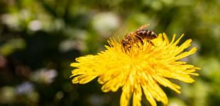 Від похолодання до спекотних +29°: прогноз погоди в Україні на тиждень, 16-22 травня