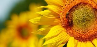 Жара скоро покинет Украину, вернутся дожди с грозами: в Гидрометцентре уточнили погоду