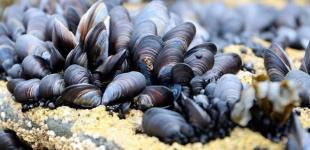 Акватории Черного моря будут предоставлять в аренду для выращивания мидий