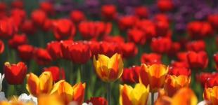 На Киевщине расцветет почти 4-миллионное поле тюльпанов