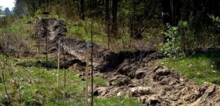 Самую длинную в Украине липовую аллею высадили во Львовской области