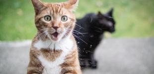 Во Львове проведут первый в мире подсчет уличных котов