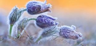 Синоптики предупреждают о сильных заморозках