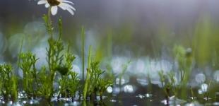 Дощі, грози та екстремальна спека. Якою буде погода в Україні на початку наступного тижня