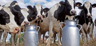 Переробники молока скаржаться на якість сировини – Мінагрополітики