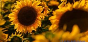Цьогорічний урожай соняшника може перевищити 15 мільйонів тонн