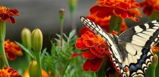 Дождались лета: на Троицу прогреет до +31°