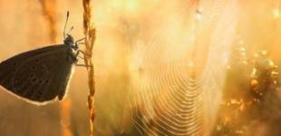 Ни капли дождя: в Украине - сухо и жарко до конца недели