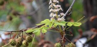 На Крещатике после реконструкции высадят каштаны