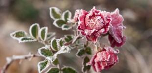 Август ударит по Украине погодными аномалиями, от +42 до заморозков