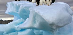 Україна очолила Комісію зі збереження морських живих ресурсів Антарктики