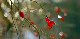 На вихідні деякі регіони прогріє до +11°, День закоханих буде сонячним