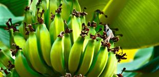 Ученые предупреждают об исчезновении бананов