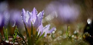 В Украину на несколько дней придут дожди и мокрый снег