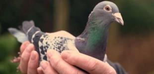 В Бельгии наняли охрану для голубя стоимостью 1,2 миллиона евро