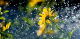 Грозы и жара снова накроют Украину: в каких областях зонты не понадобятся