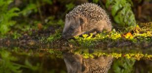 В Европе ежи оказались под угрозой исчезновения