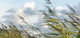 Четыре области накроют дожди, грозы и сильный ветер