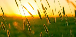 На выходные прогнозируют комфортную погоду, с понедельника вернется жара