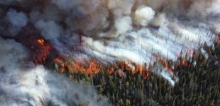 Экологическая катастрофа в РФ: сколько времени уйдет на восстановление лесов