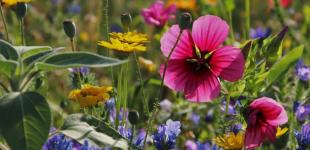 Грозы с градом будут еще несколько дней - потом жара до 32 °