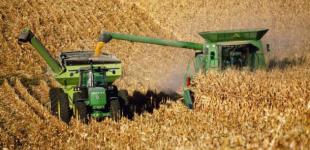 США на миллион тонн понизили прогноз производства кукурузы и пшеницы в Украине