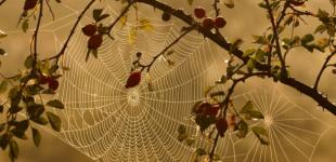 Украина сегодня будет одной из самых теплых стран Европы