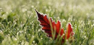 До -5°: неделя в Украине начнется с заморозков