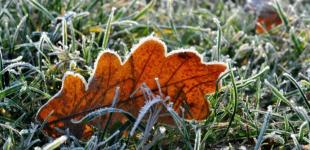 Синоптики попереджають про заморозки