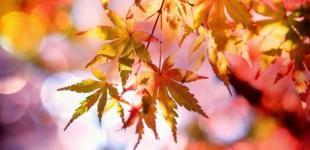 В Украину идут дожди и заморозки: в каких регионах 18 октября ухудшится погода