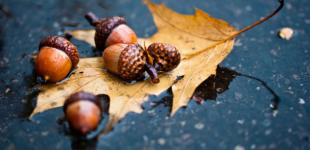 Сегодня в Украине - небольшие дожди, днем прогреет до +10°