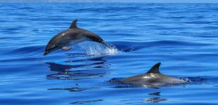 На западе Африки массово выбросились на берег более ста дельфинов