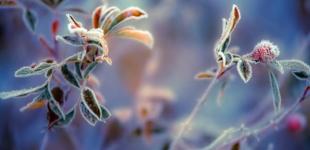 У найближчі дві доби в Україні очікуються нічні заморозки