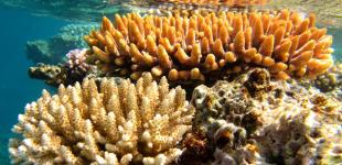 До 90% коралловых рифов исчезнут в течение следующих 20 лет