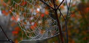 В Україні 10 жовтня переважно без опадів - дощитиме лише на Лівобережжі