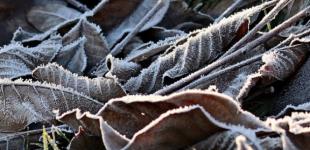 В Украине сегодня без осадков, только в Карпатах дождь с мокрым снегом