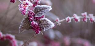 Немного мокрого снега и 