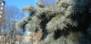 Антициклон будет согревать Украину до Рождества - синоптик