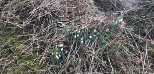 На Закарпатье зацвели подснежники