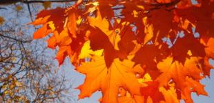 Украине прогнозируют еще несколько теплых дней