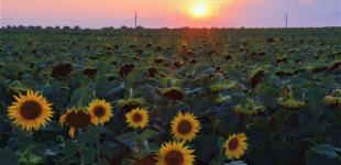 К концу недели в Украине прогнозируют до + 37°