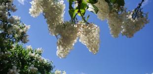 20 травня в Україні тепло і майже без опадів