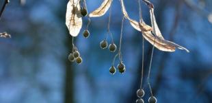 В Украине до конца января прогнозируют от -12° до +9°