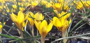 В запорожском ботаническом саду распустились первоцветы