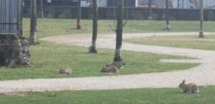 Зайцы заполонили парки безлюдного Милана