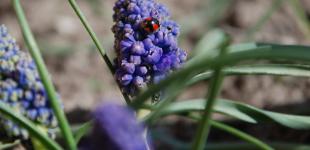 В Украине ожидаются сильные ночные заморозки, днем до 20° тепла