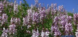 В Медоборах массово цветет неопалимая купина