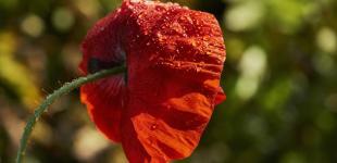 Синоптики прогнозируют дожди, сильный ветер и до +29°