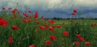 В Україну йде літнє тепло, дощі з грозами – лише у двох регіонах