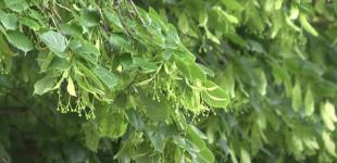 В Ужгороде расцвела рекордная липовая аллея